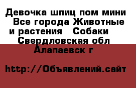 Девочка шпиц пом мини - Все города Животные и растения » Собаки   . Свердловская обл.,Алапаевск г.